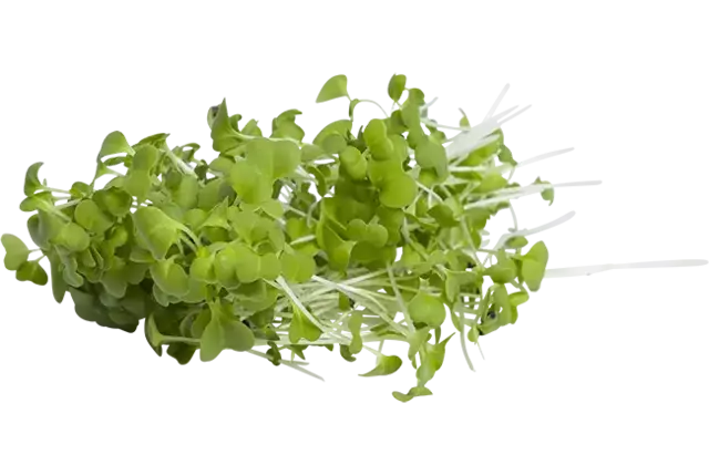Japanse mosterdsla groen 40gr stuk